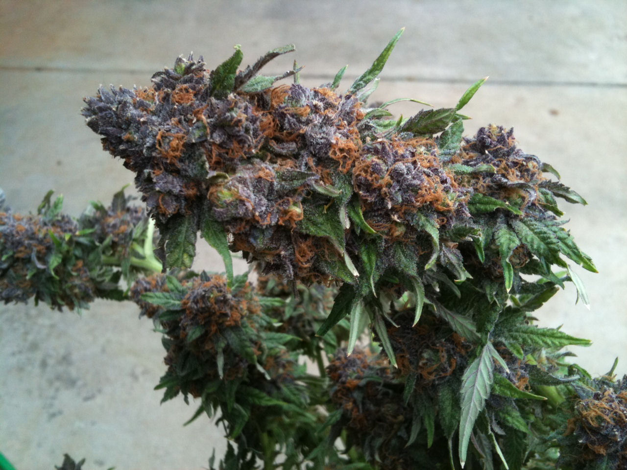 Purple-Kush-Strain.jpg